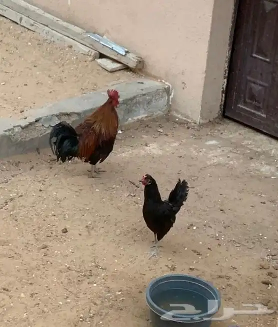 دييك عربي اصييل 5