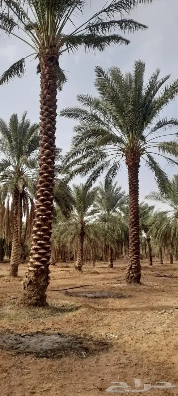 نخل عربي نخل مثمر زراعة نخل 3