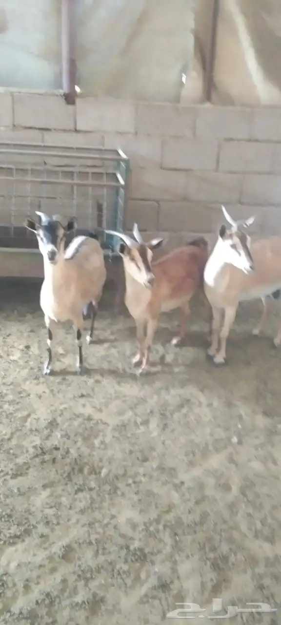 معزا جنوبيات 4