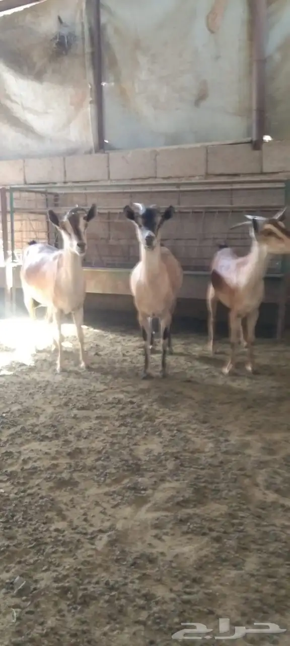 معزا جنوبيات 0