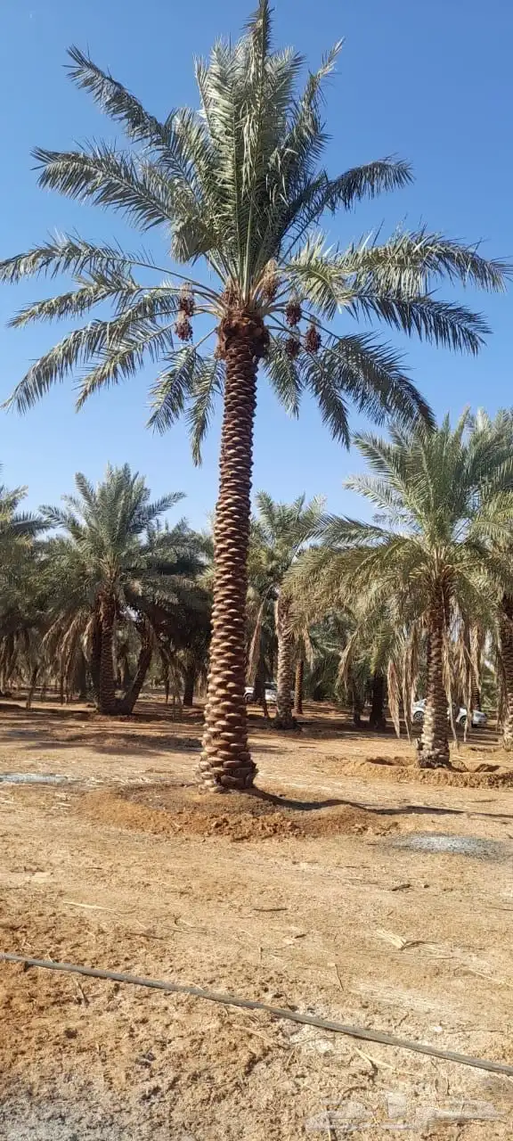 نخل عربي نخل مثمر زراعة نخل 4