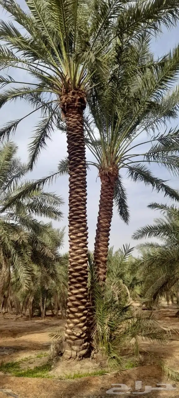 نخل عربي نخل مثمر زراعة نخل 5