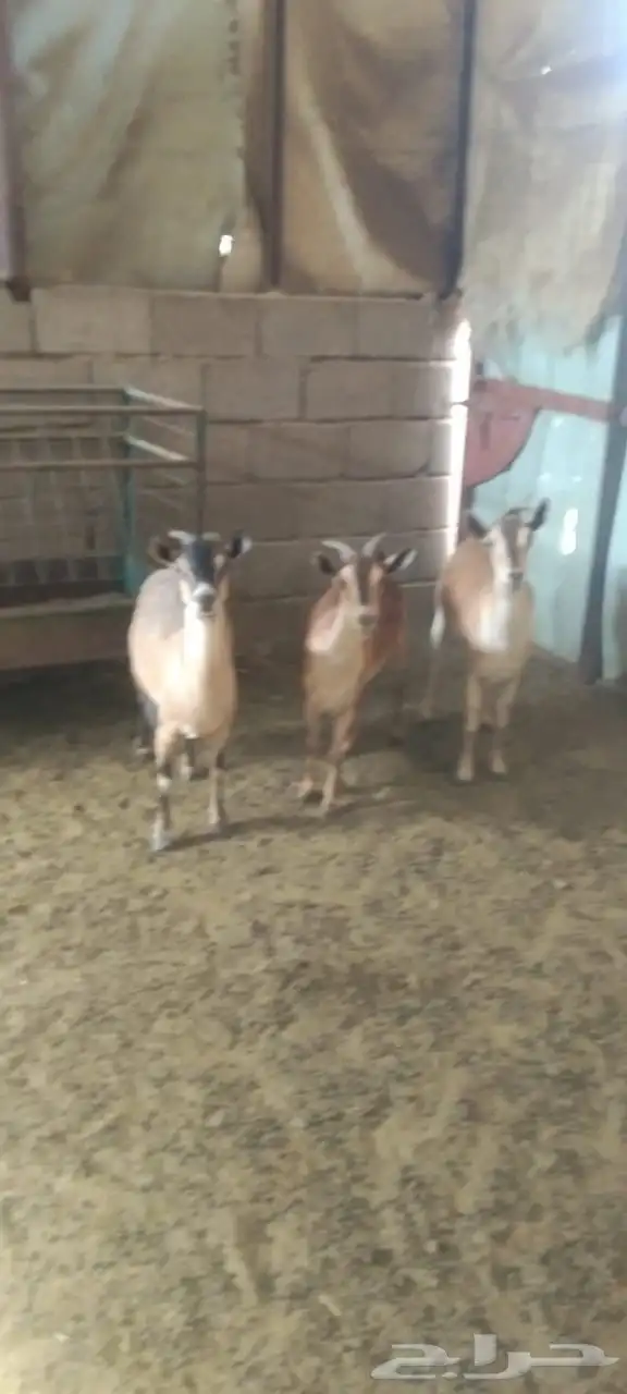 معزا جنوبيات 3