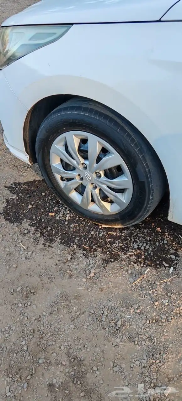 جنوط اكسنت سوح 2021 0