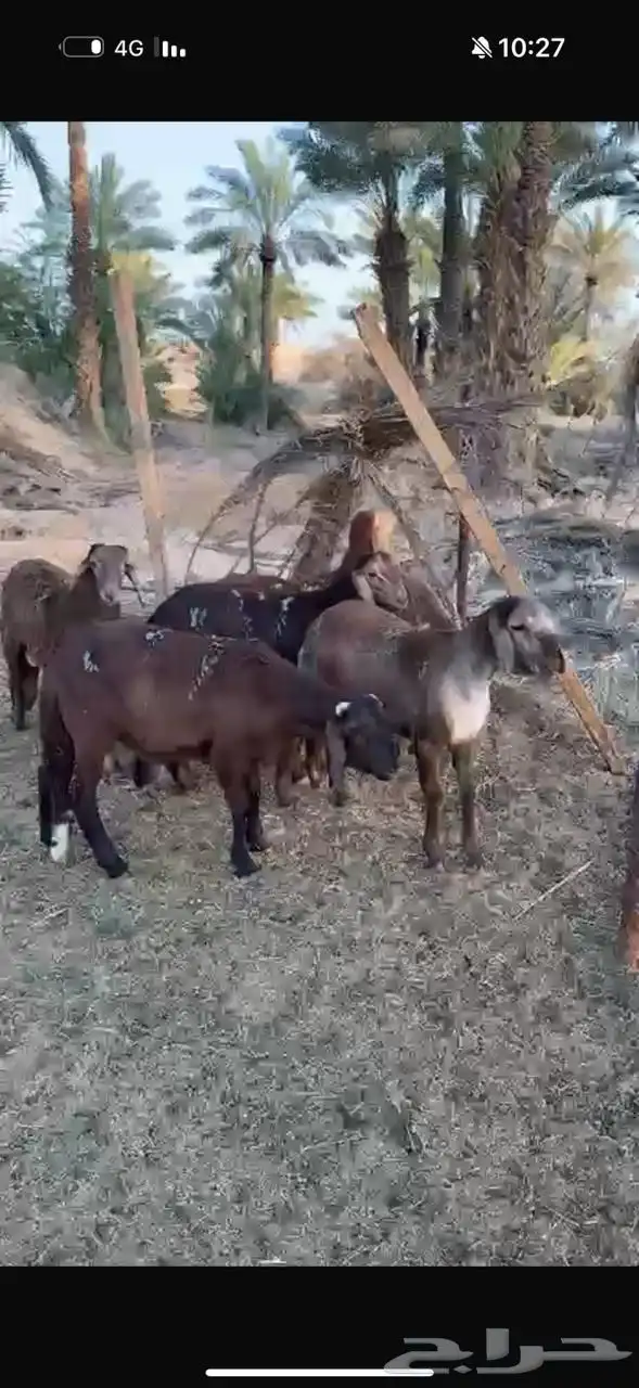 سواكن طيبه 2