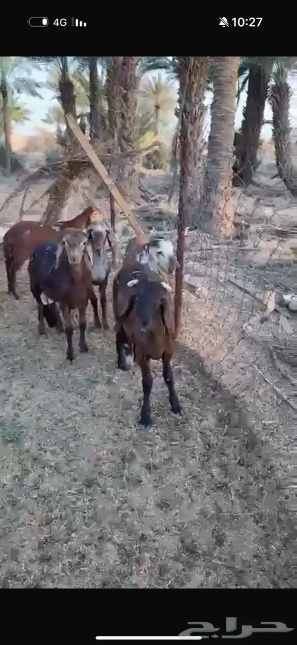 سواكن طيبه 0