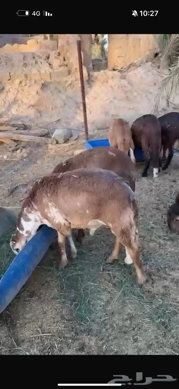 سواكن طيبه 1