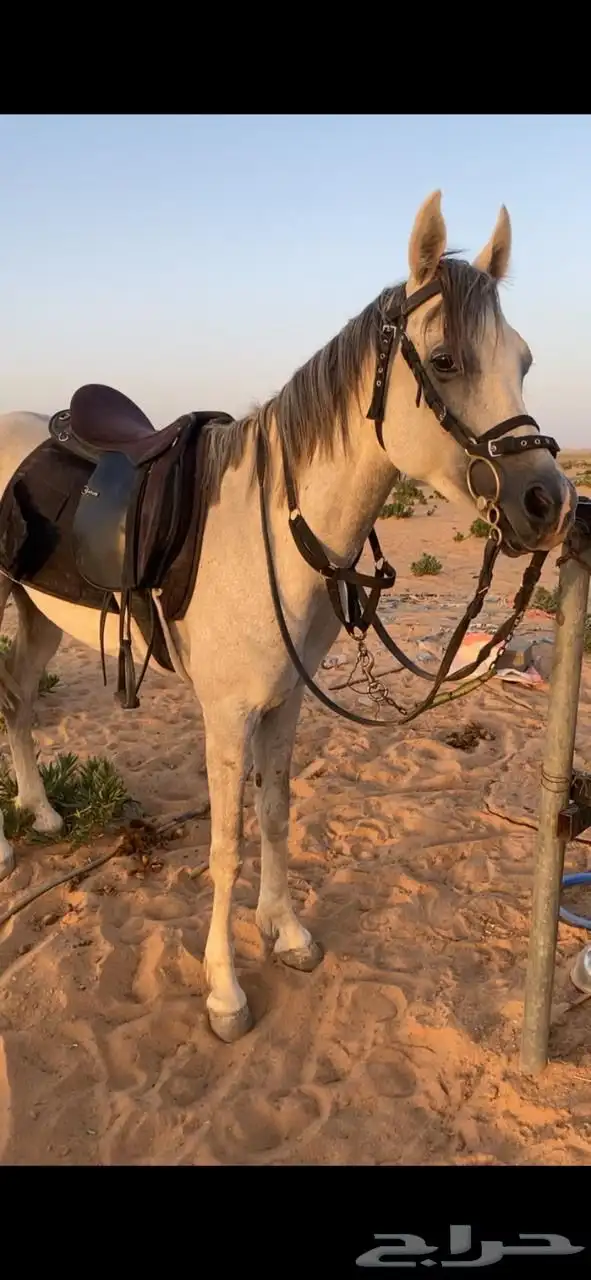 خيل واهو منية المشتري 4