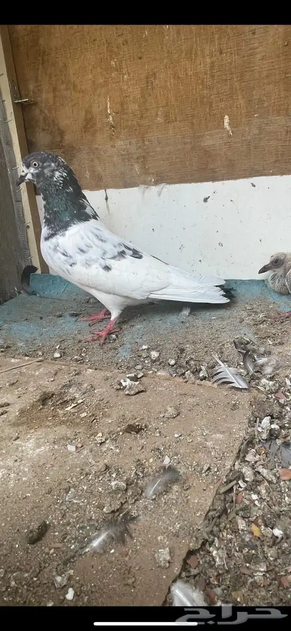 حمام باكستاني 20