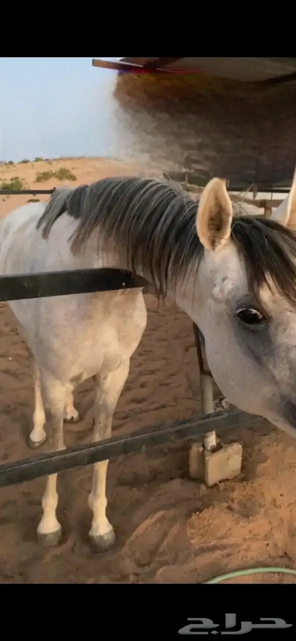 خيل واهو منية المشتري 2