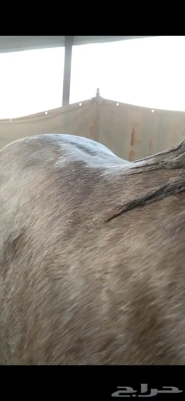 خيل واهو منية المشتري 3