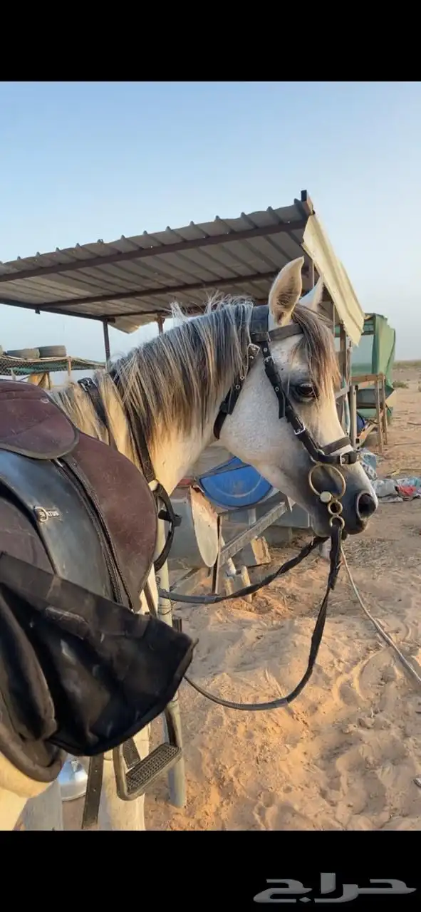 خيل واهو منية المشتري 1