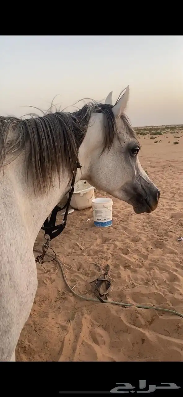 خيل واهو منية المشتري 0