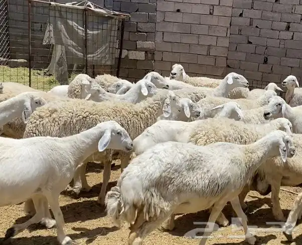 ضان حريات حرش جروم كاف تم البيع 11