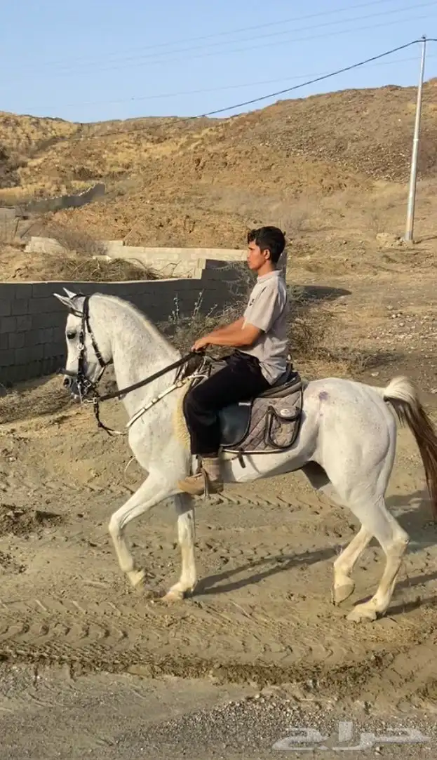 حصان شعبي 0