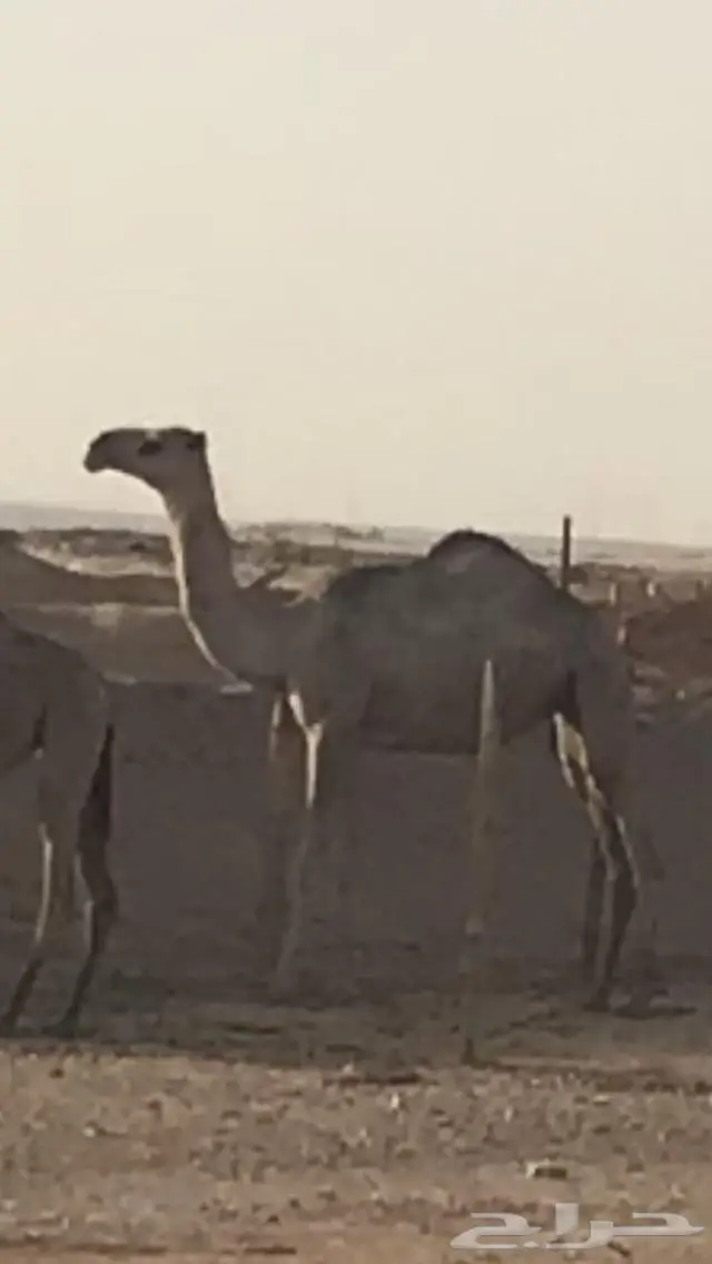بكره صفراء طيبه 0