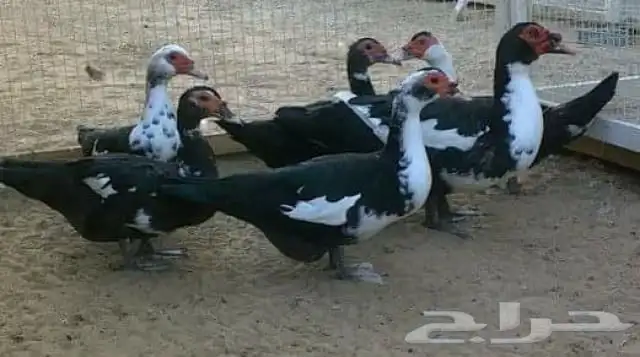 بط مسكوفي وبط بكيني 1