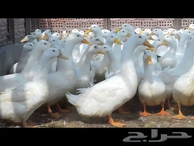 بط مسكوفي وبط بكيني 0