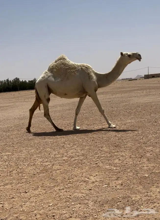 للبيع اللقحه 0