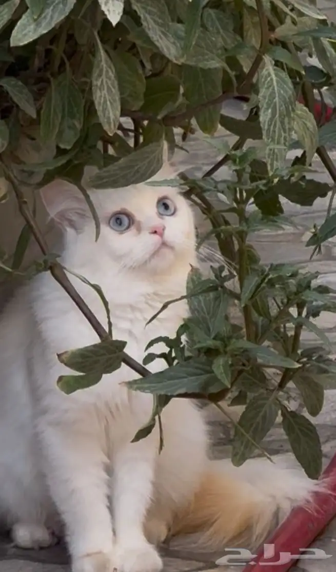 قطه للبيع مع صغارها 1