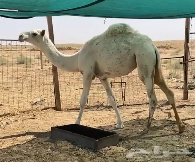 بكره حيسونيه 1