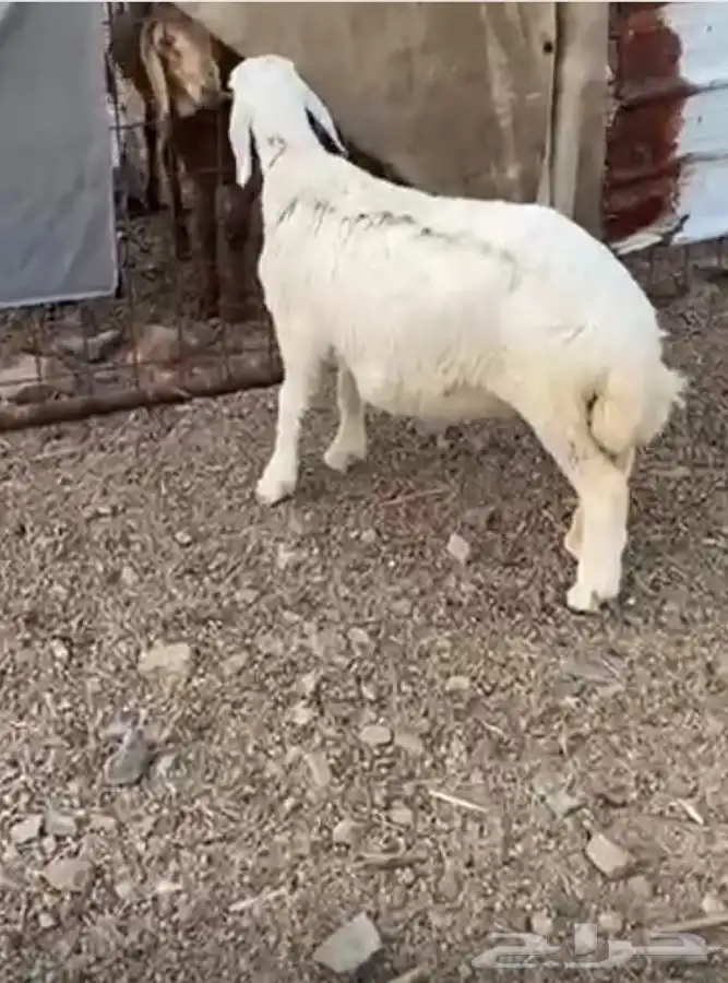 رخل ذبيحه تم البيع 2