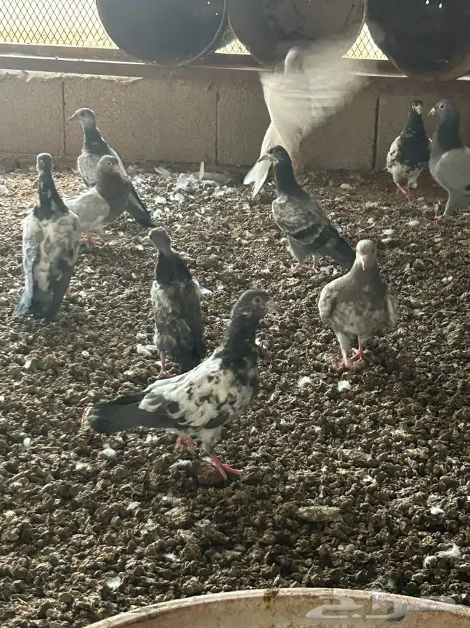 حمام هندي 3