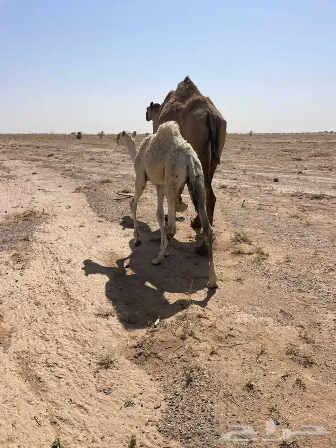 حوار للبيع 0