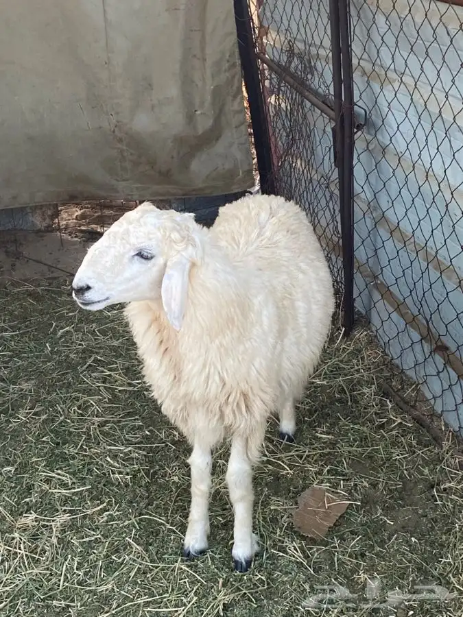 رخل وطلي. السمن وسط للبيع. 1