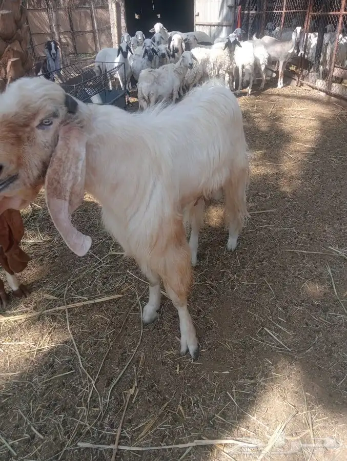 تيس فحل مطور 4