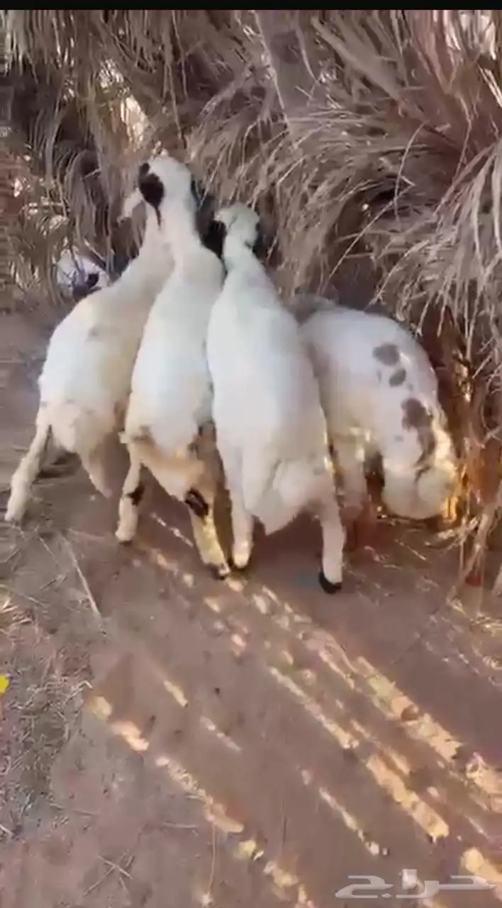 للبيع طليان ورخال 2