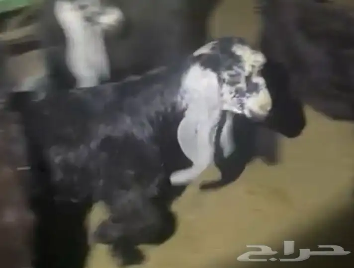 ثلاث جفرات وتيس - معرفات وكفو 3