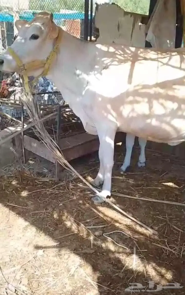 بقره معه توم عجلات 1