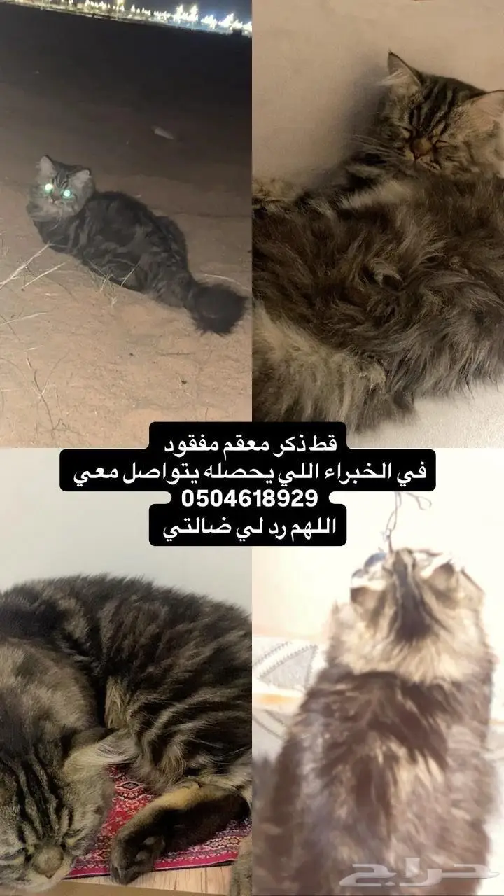 قط ذكر معقم مفقود اللي ماخذه فقط طمني عليه 0