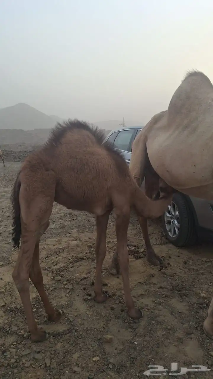 بكرة للبيع على الحليب 4