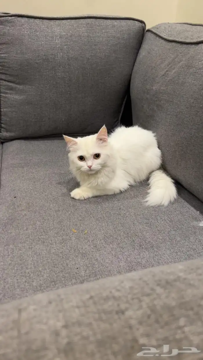 قط شيرازي 1