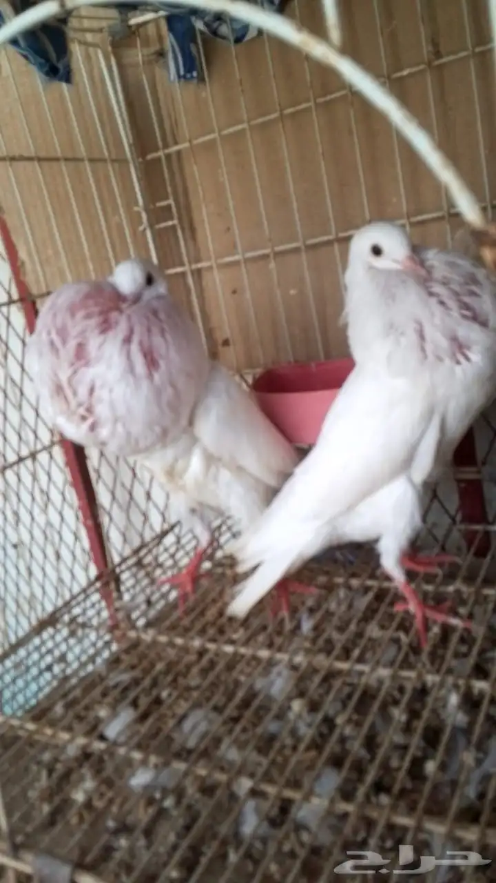 زوج نفاخ نرويجي 0