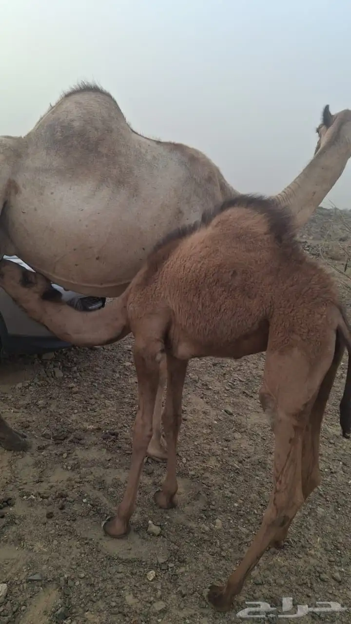 بكرة للبيع على الحليب 3