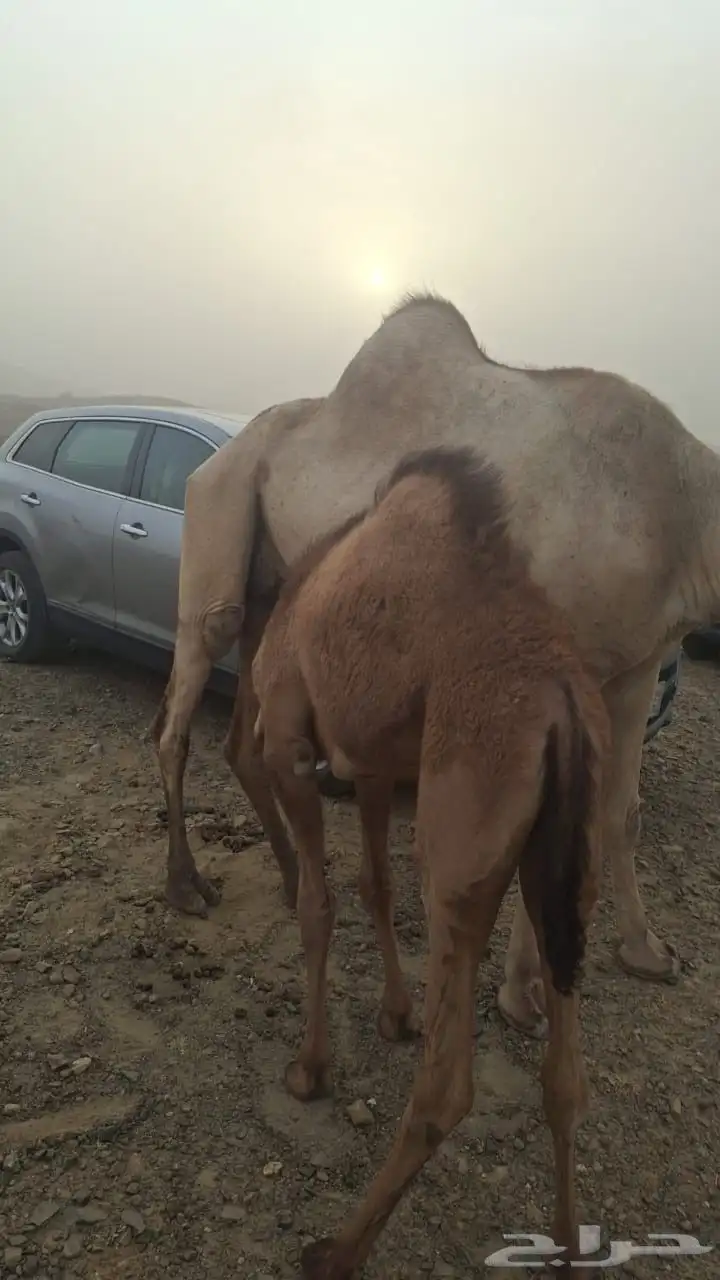 بكرة للبيع على الحليب 1