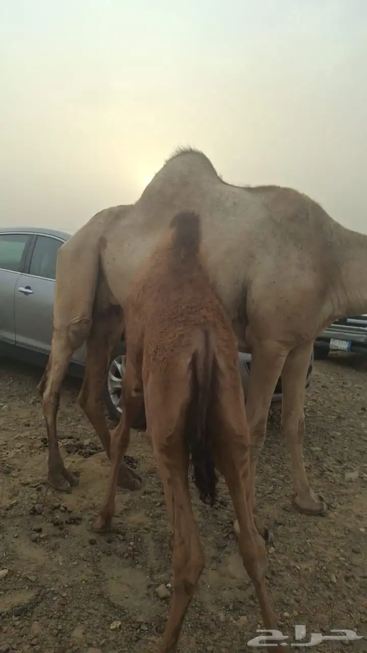 بكرة للبيع على الحليب 2