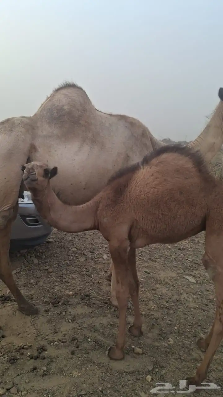 بكرة للبيع على الحليب 0