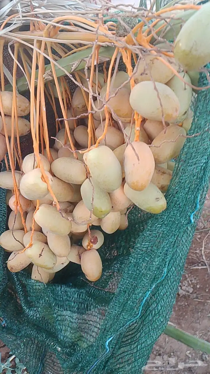 انتاج عضوي صقعي عجوا مجدول 8