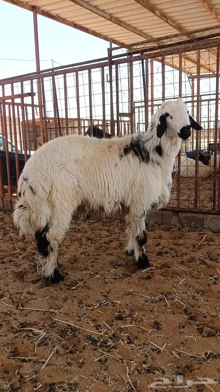 حري فاخر جزل 0