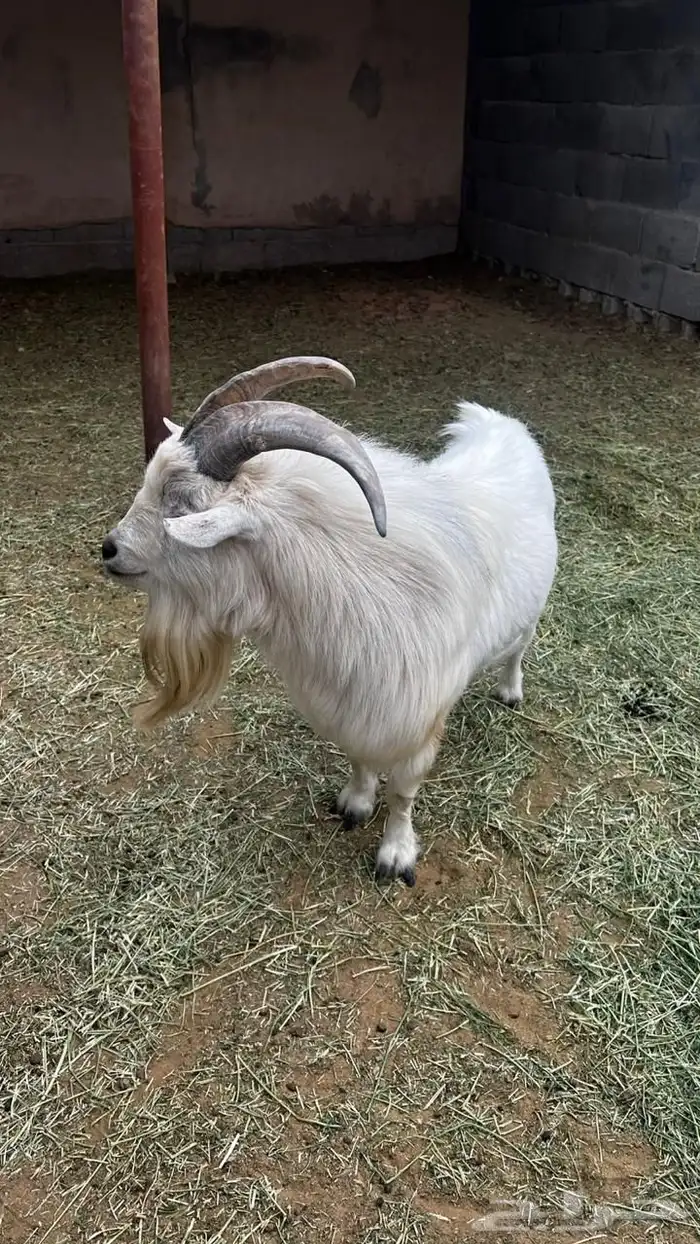 للبيع تيس قزم 2