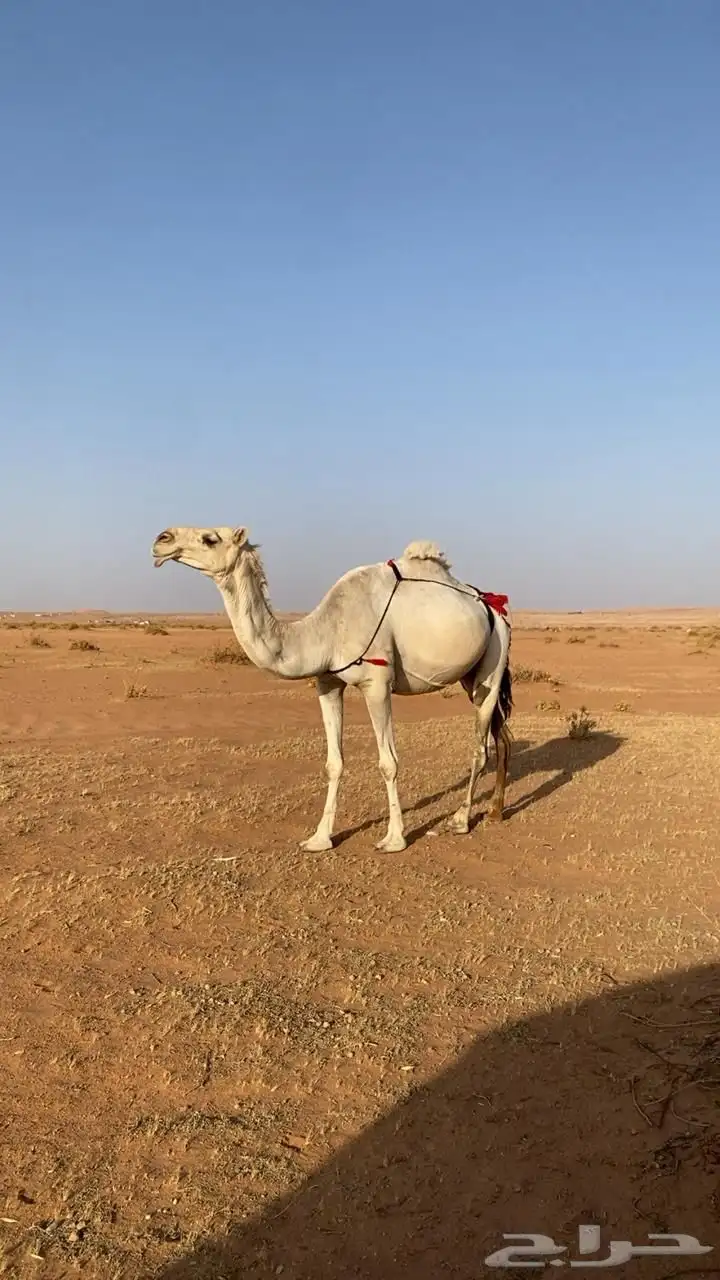 ناقه بكر تحتها بكره 0