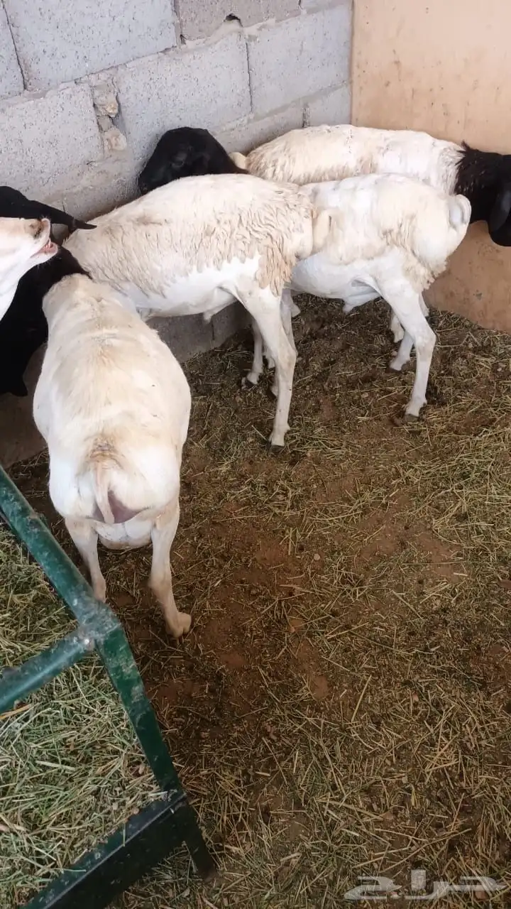 برابر جذعان مرآبي طب وتخير 7