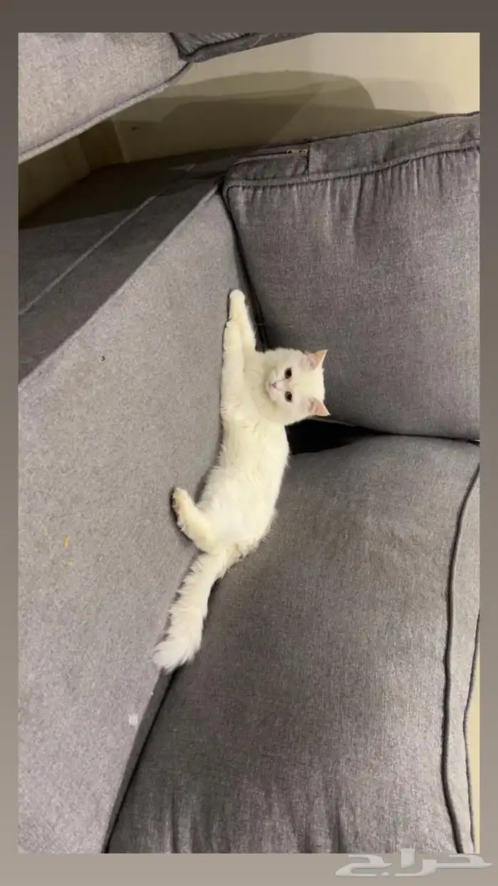 قط شيرازي 0