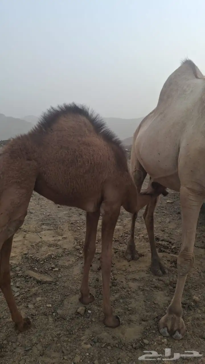 بكرة للبيع على الحليب 6
