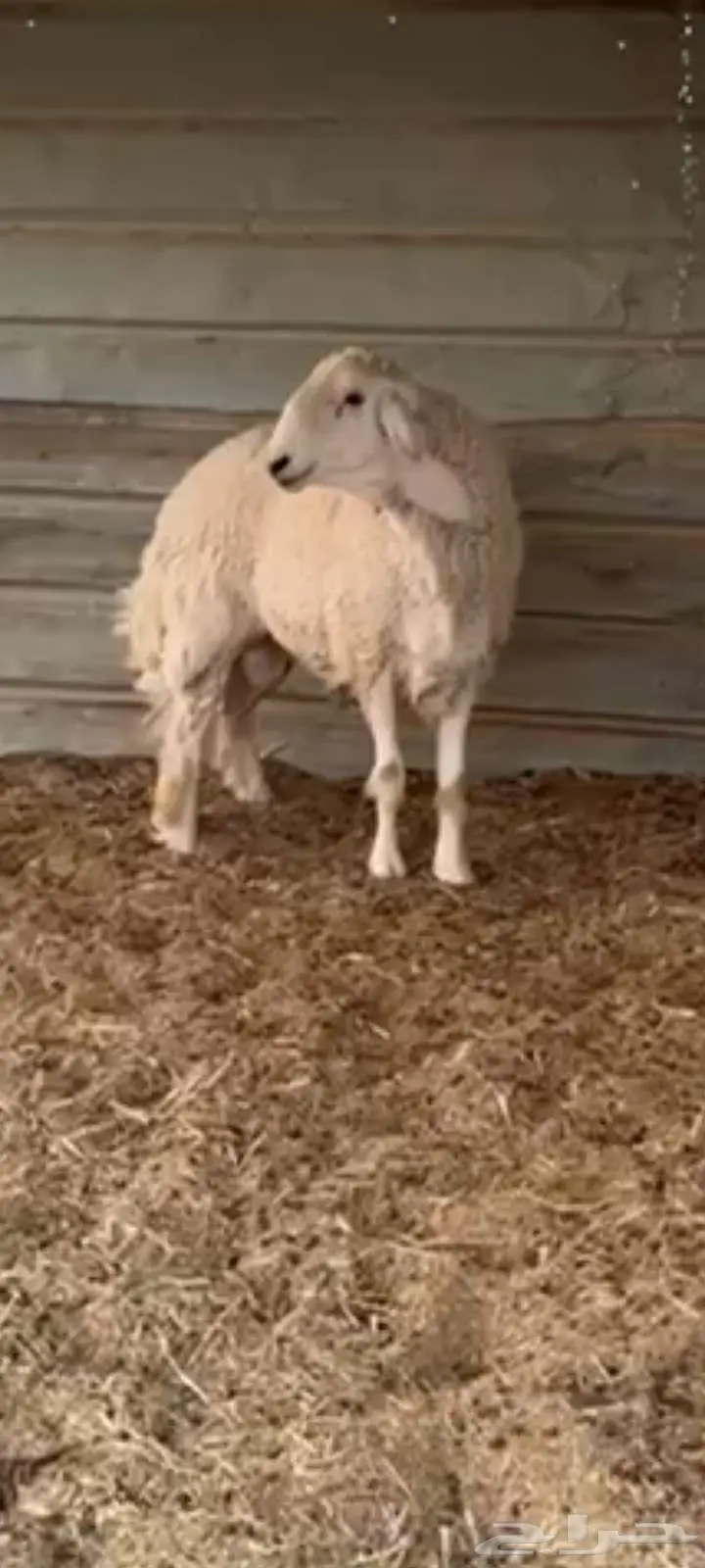 فحل حري خصم جذع مكسر بيثني ينسف ويقرع وله فيديو 3