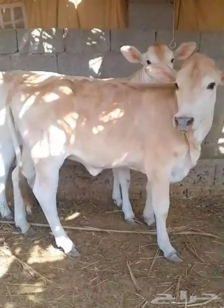بقره معه توم عجلات 0